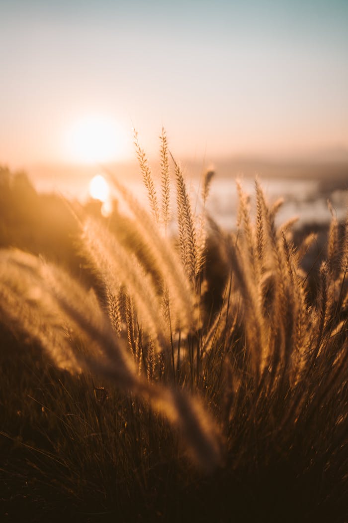 Sunrise over a wheat field with golden light and serene countryside view.