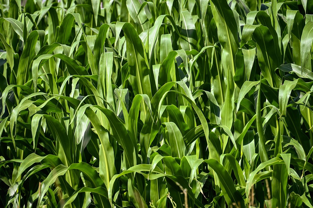 services-03 corn, cornfield, nature, agriculture, field, landscape, corn plants, plant, rural
