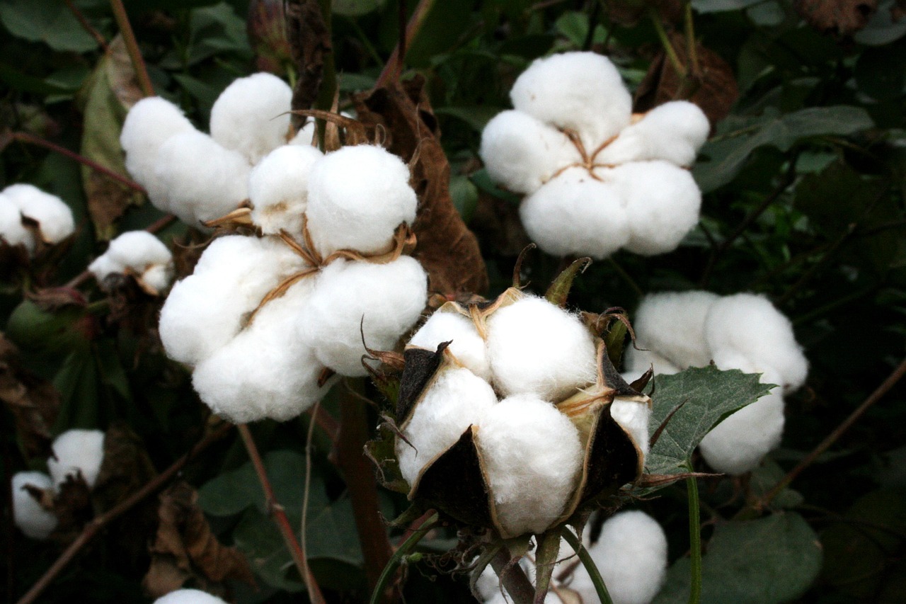 about-01 cotton, bt cotton, gmo, biotech cotton, gm crops, plants, nature, india, agriculture, highyielding, insect resistant, farming, genetically modified cotton, gm cotton, genetic engineering, genetically engineered cotton